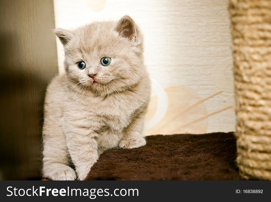 Little cute lilac british kitten