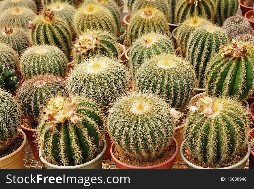 Image of small cactus plants at farm