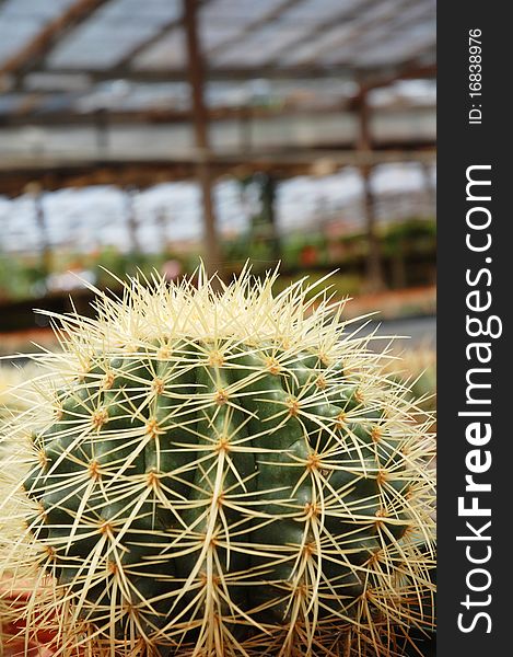 Image of small cactus plant at farm. Image of small cactus plant at farm
