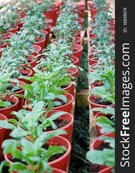 Image of green plants at farm