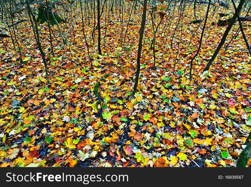 Background group autumn leaves in Indian Summer. Background group autumn leaves in Indian Summer