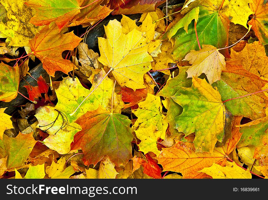 Background group autumn  leaves in Indian Summer. Background group autumn  leaves in Indian Summer