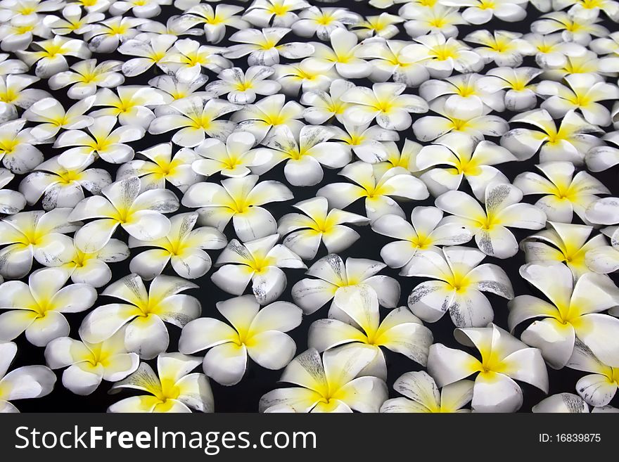 Beautiful flowers floating in water.