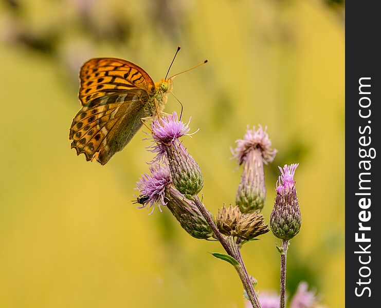 Orange brown butterfly sitting on thistle flower, wild