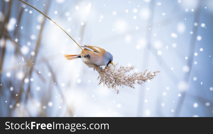 Beautiful nature scene with Bearded Parrotbill Panurus biarmicus. Wildlife shot of Bearded Parrotbill Panurus biarmicus on the grass, winter, sitting on a blade of grass. The best photo. Beautiful nature scene with Bearded Parrotbill Panurus biarmicus. Wildlife shot of Bearded Parrotbill Panurus biarmicus on the grass, winter, sitting on a blade of grass. The best photo