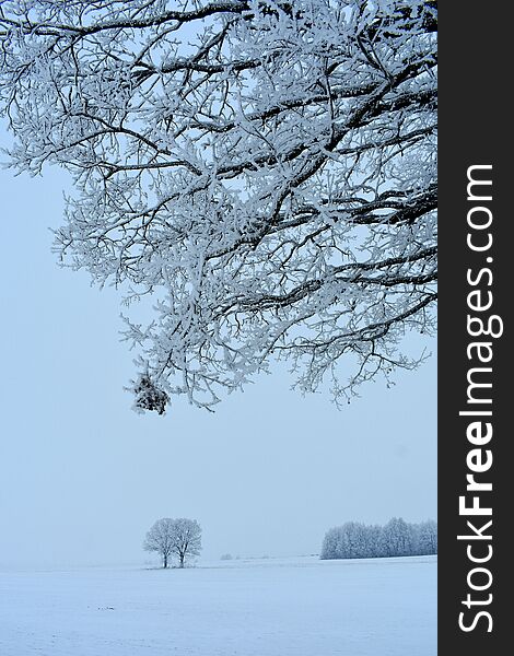 Beautiful Lithuania nature . Misty winter landscape with frozen bare trees