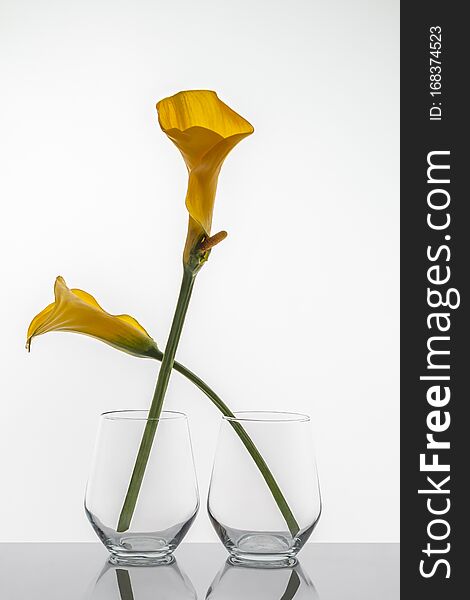 Two glasses with a yellow calla flowers on a with background with reflection. Vases of flowers on a table. High quality photo. Concept of a human couple. Two glasses with a yellow calla flowers on a with background with reflection. Vases of flowers on a table. High quality photo. Concept of a human couple