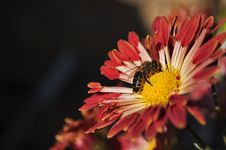 A Bee Collects Honey Royalty Free Stock Image A Bee Collects Honey Royalty Free Stock Image