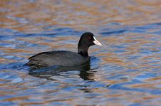 Coot Swimming Stock Photography
