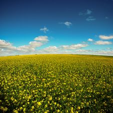 Yellow Field On A Blue Sky Stock Photos Yellow Field On A Blue Sky Stock Photos