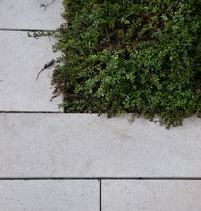 Stone Paving Next To Green Vegetation Royalty Free Stock Photography
