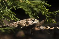 Sand Lizard 1 Stock Photo Sand Lizard 1 Stock Photo