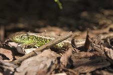 Sand Lizard 3 Stock Photography Sand Lizard 3 Stock Photography