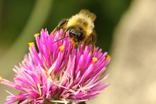 Honey Bee (Apis Mellifera) Stock Images