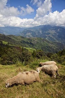Three Sheeps On The Mountain Royalty Free Stock Photo Three Sheeps On The Mountain Royalty Free Stock Photo