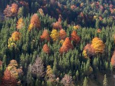 Mountainside With Autumn Trees Royalty Free Stock Photos Mountainside With Autumn Trees Royalty Free Stock Photos