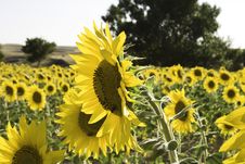 Lots Of Sunflowers On A Wide Field Stock Photo Lots Of Sunflowers On A Wide Field Stock Photo