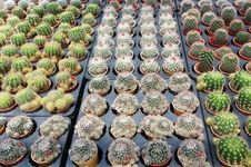 Cactus Plants Royalty Free Stock Photo Cactus Plants Royalty Free Stock Photo