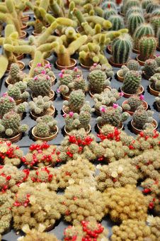 Cactus Plants Royalty Free Stock Photo Cactus Plants Royalty Free Stock Photo