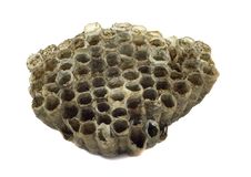 Paper Wasp Nest Isolated Stock Photography