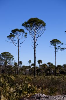 Three Pines Royalty Free Stock Photo Three Pines Royalty Free Stock Photo