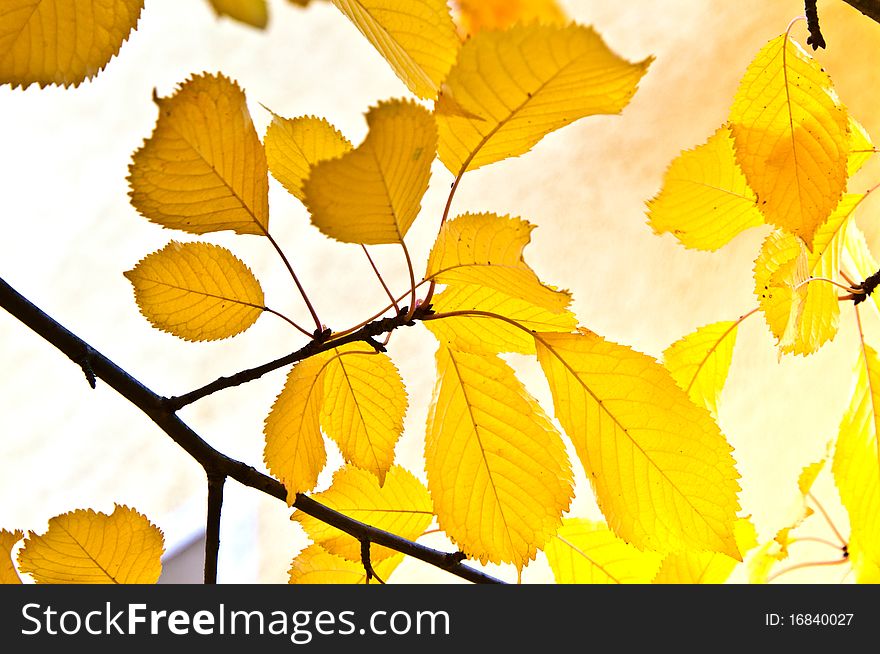 Background Group Of Autumn Leaves