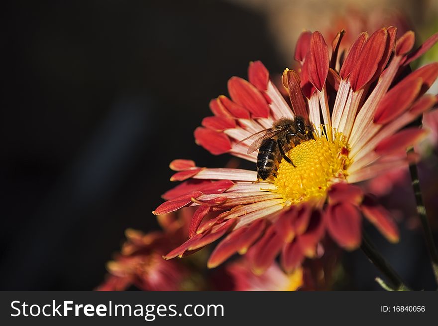 A bee collects honey from a flower chrysanthemum