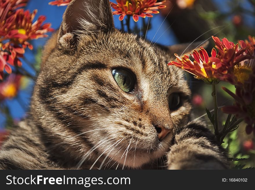 Portrait of a cat sitting in chrysanthemum flowers