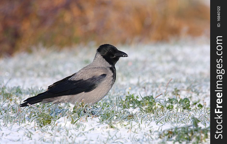Hooded crow (corvus corone cornix) standing on frozen grass.