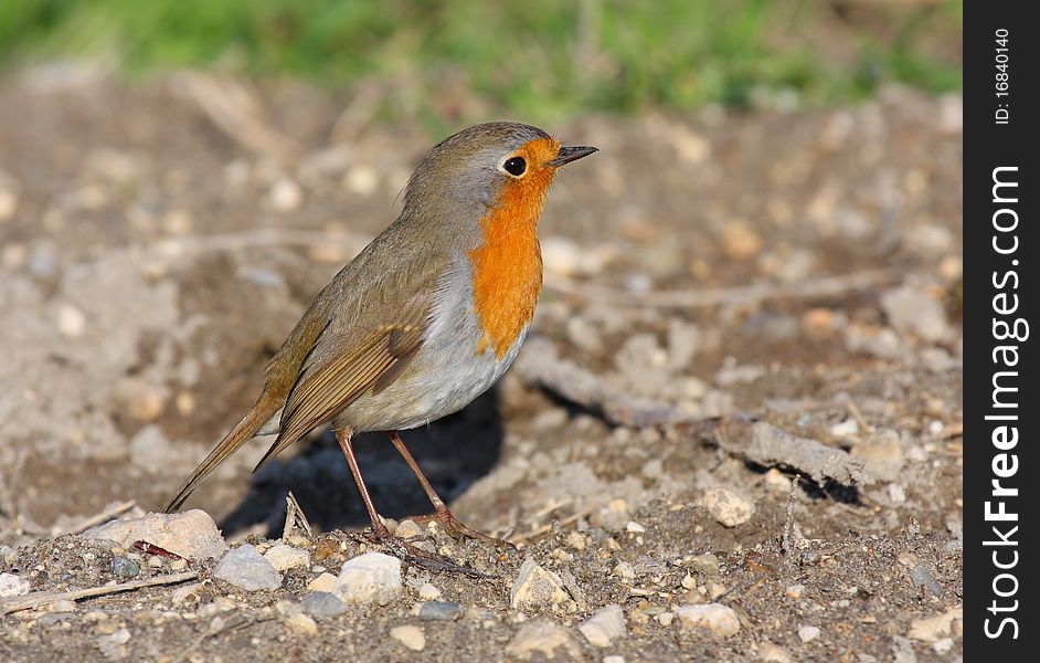 Robin (erithacus rubecula) standing on land in sun light.