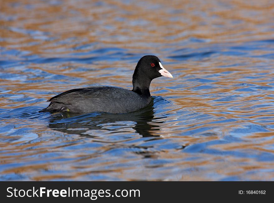 Coot (fulica atra) swimming on blue water. Coot (fulica atra) swimming on blue water.