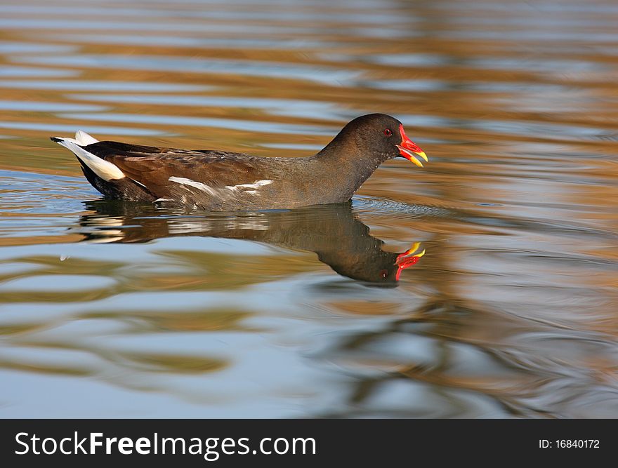 Moorhen (gallinula chloropus) swimming on blue water and see its image in mirror. Moorhen (gallinula chloropus) swimming on blue water and see its image in mirror.