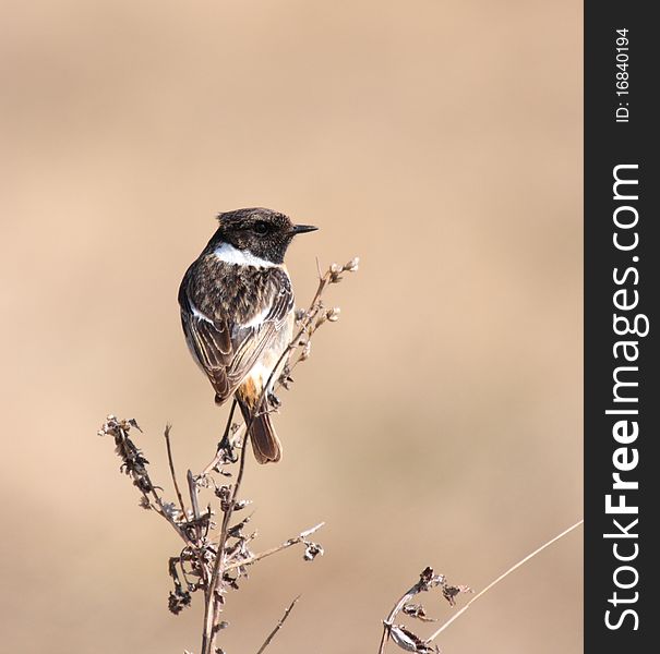 European stonechat (saxicola rubicola) standing on top of dry plant