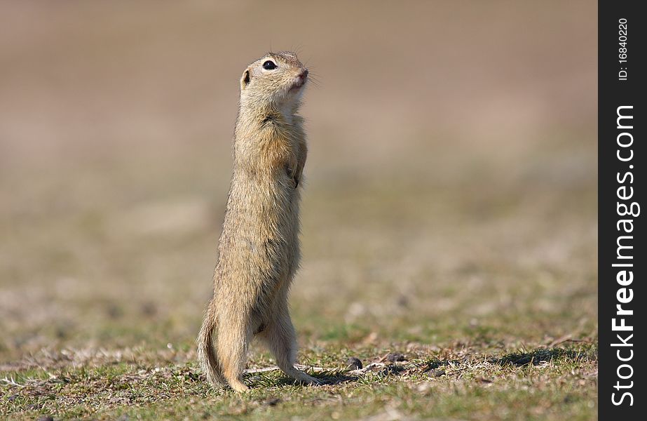 European ground squirrel (spermophilus citellus) standing in alert position