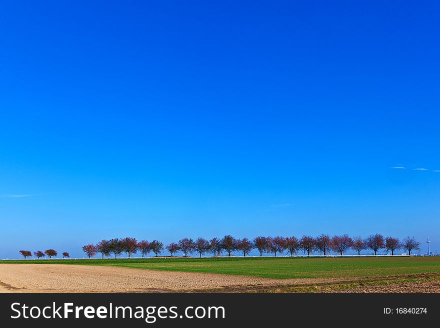 Acre and tree in afternoon light