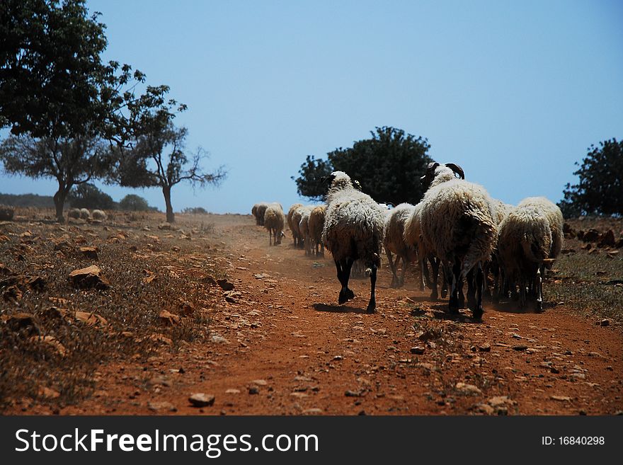 Sheep running on the road