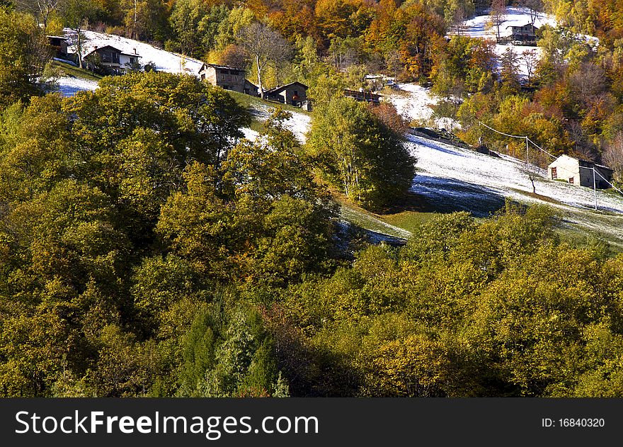 Forest in autumn with the first snow. Forest in autumn with the first snow