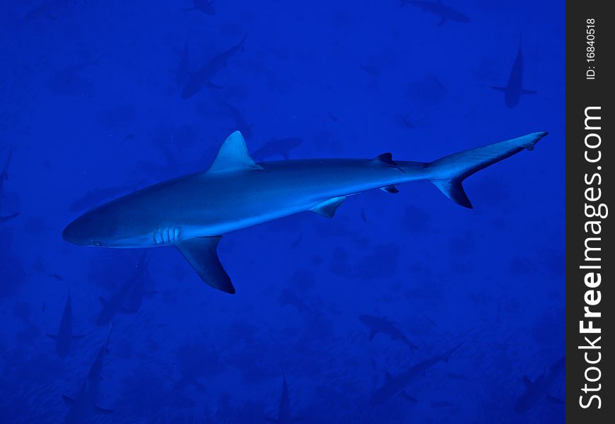 The grey reef shark inside Tiputa pass of Rangiroa atoll. You can see behind lot of similar shark swimming in front of current. The grey reef shark inside Tiputa pass of Rangiroa atoll. You can see behind lot of similar shark swimming in front of current.