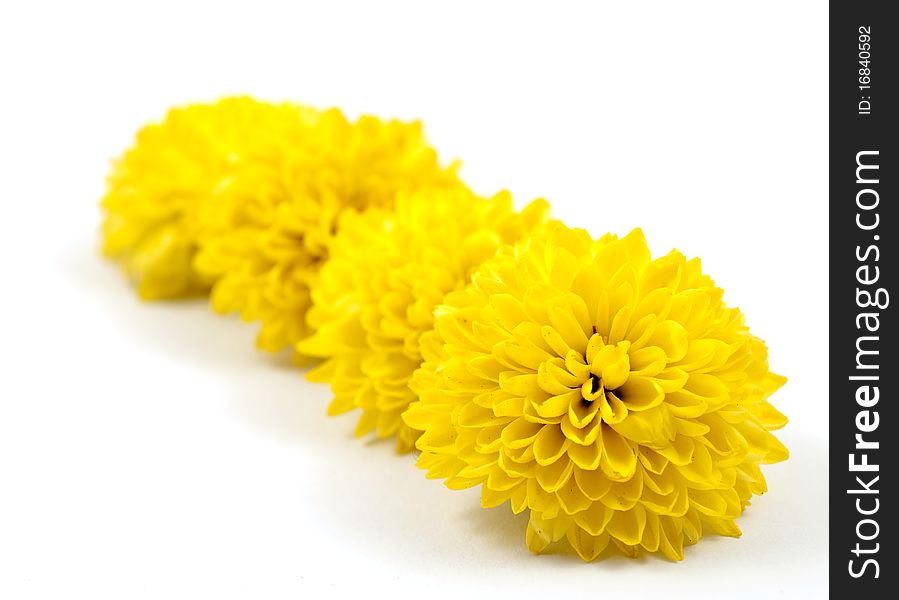 Yellow chrysanthemum on white background