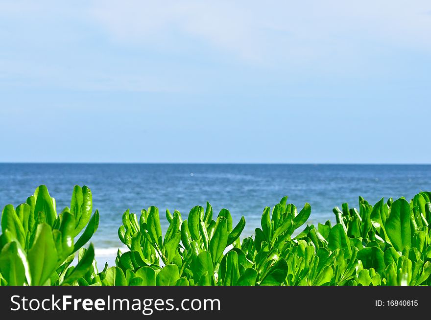 Green leaf and blue sea at Huahin, Thailand