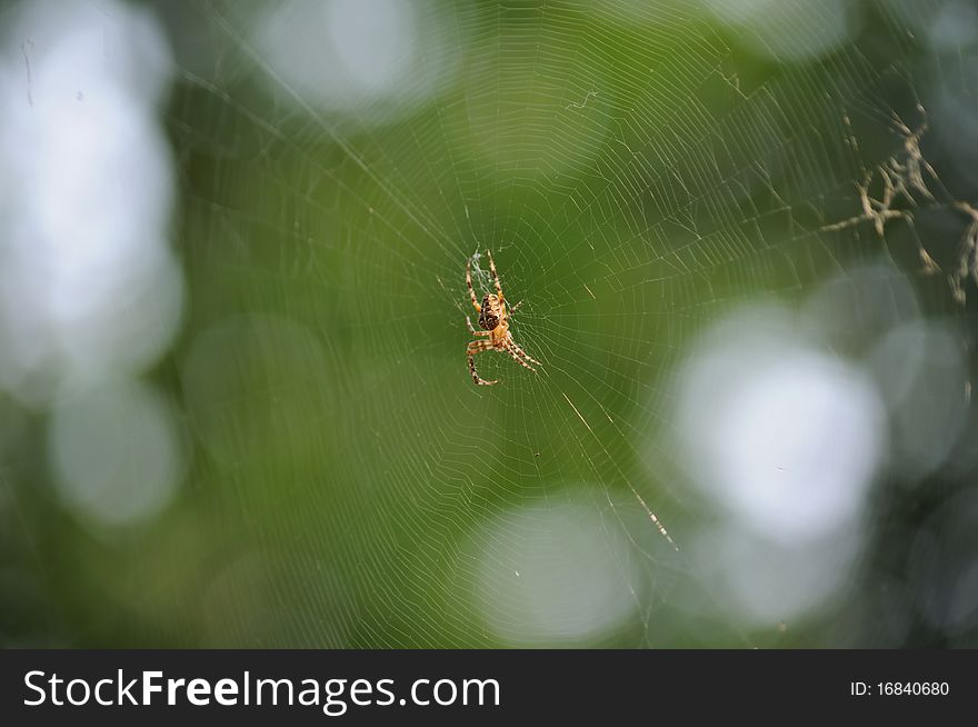 Spider in the center of its web. Spider in the center of its web