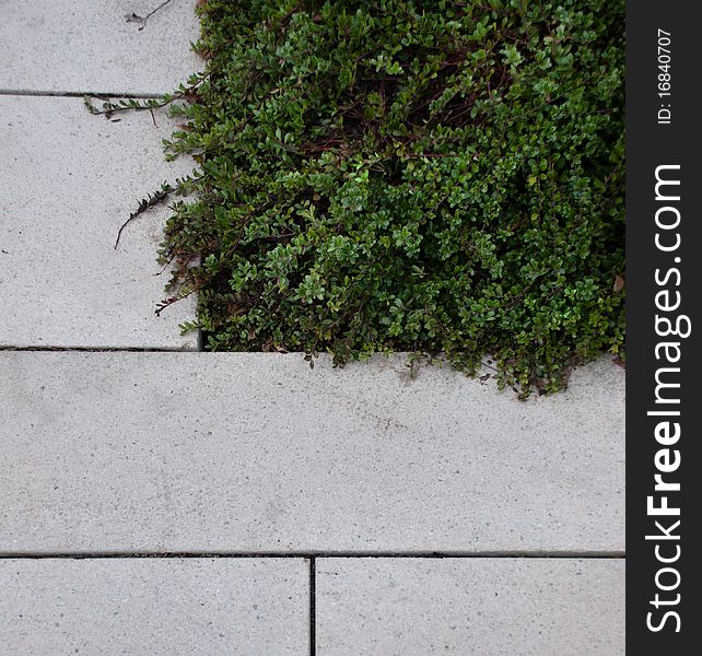 Grey square stone pavers next to a green ground cover vegetation. Grey square stone pavers next to a green ground cover vegetation