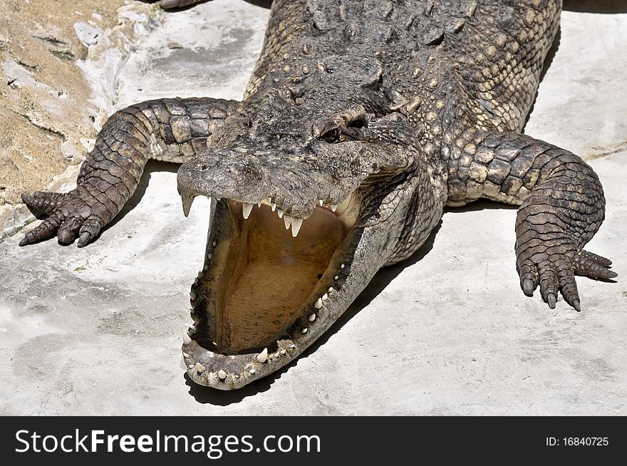 Crocodil, aggressie wild aquatic animal. Crocodil, aggressie wild aquatic animal