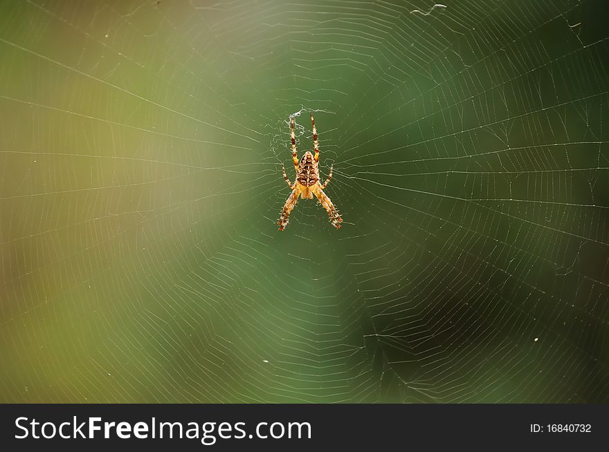 Spider in the center of it's web. Spider in the center of it's web