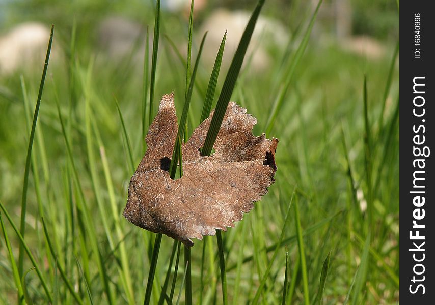 Leaf In The Grass