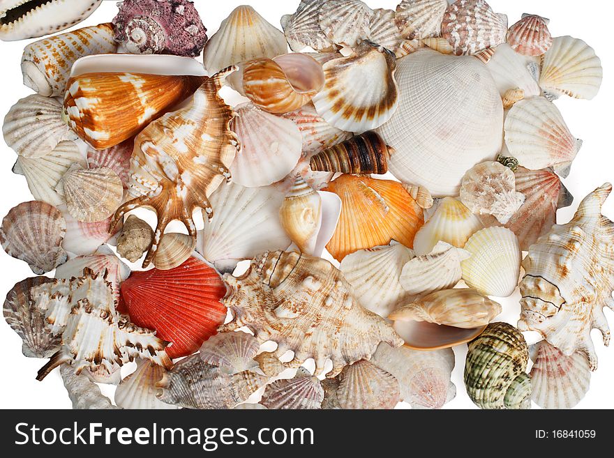 The dried and painted starfishes on a white background