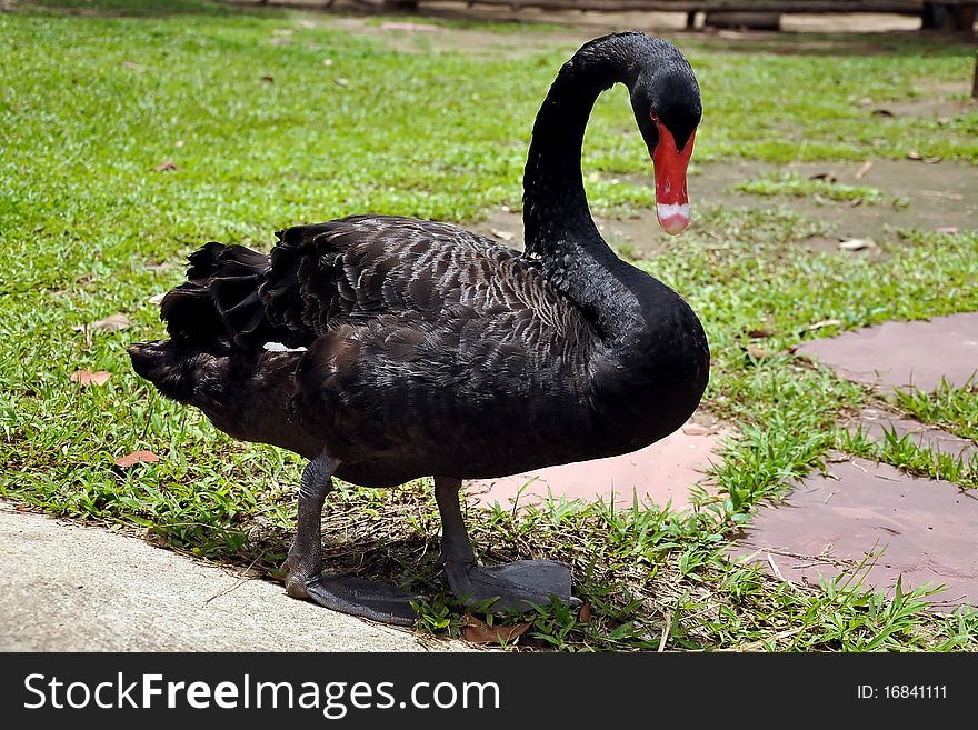 Black Swans are primarily black-feathered birds, with white flight feathers.