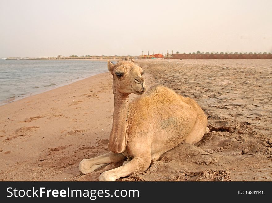 A small camel lying on the beach. A small camel lying on the beach