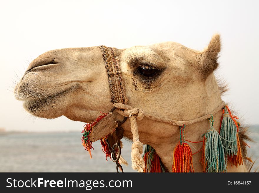 Portrait of a camel. Photo taken in summer 2010. Portrait of a camel. Photo taken in summer 2010