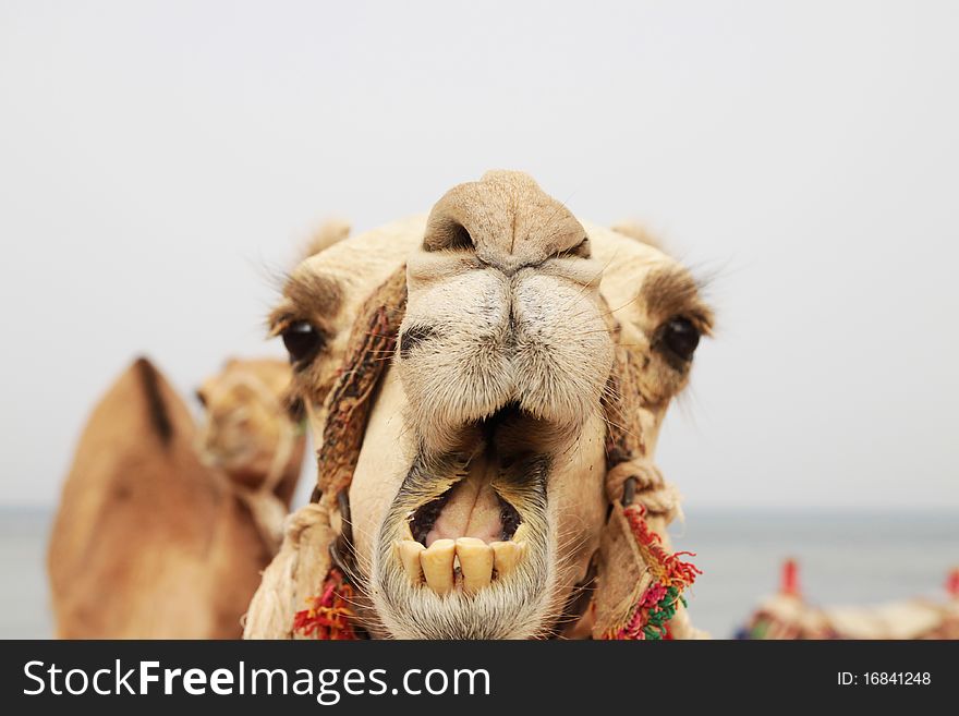 Portrait of a camel. Photo taken during a trip to Egypt